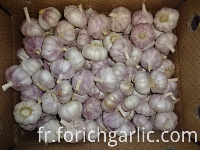 Normal White Garlic